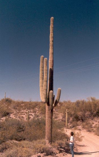 ../Images/180.Organ Pipe Cactus Natl. Mon.jpg